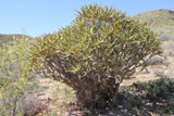 Nooienskokerboom in Richtersveld 2