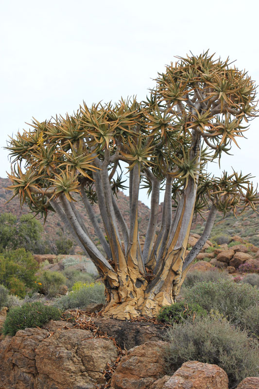 Nooienskokerboom in Goegap Nature Reserve