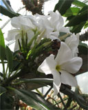 Bloem van Pachypodium lamerei 1