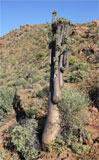 Pachypodium namaquanum in het Richtersveld
