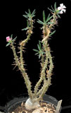 Pachypodium succulentum 2
