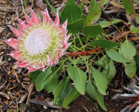 Bloem Protea cynaroides 1