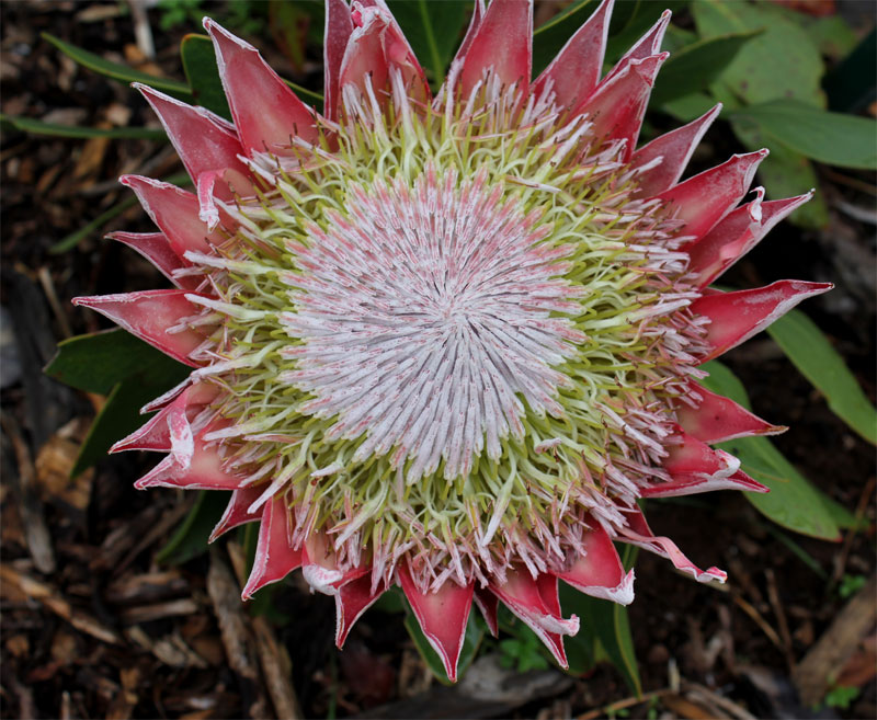 Bloem Protea cynaroides 2