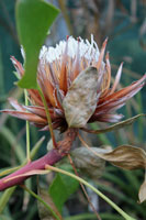 Bloem Protea cynaroides 3
