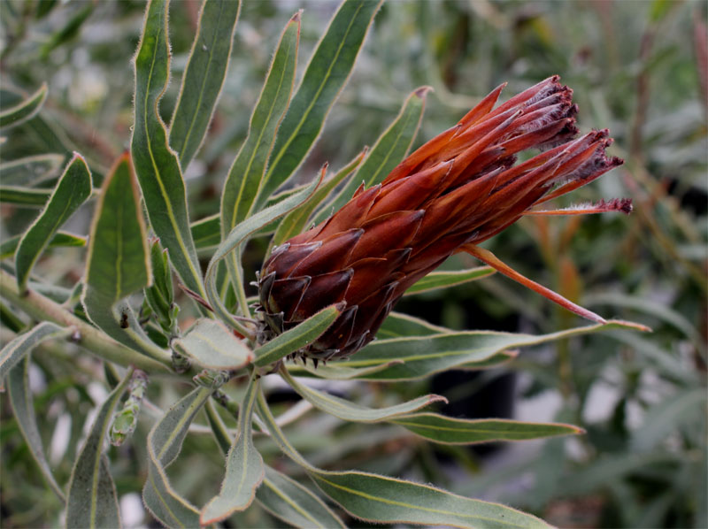 Bloem Protea cynaroides