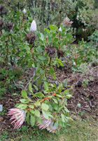 Protea cynaroides plant 1
