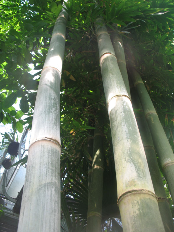 Reuzenbamboe in de Hortus Plantage 1