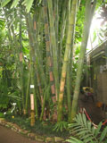 Reuzenbamboe in botanische tuin Heidelberg