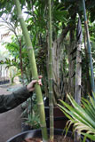 Reuzenbamboe in de Nationale Plantentuin van Belgie 1