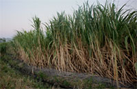 Suikerrietveld in Costa Rica