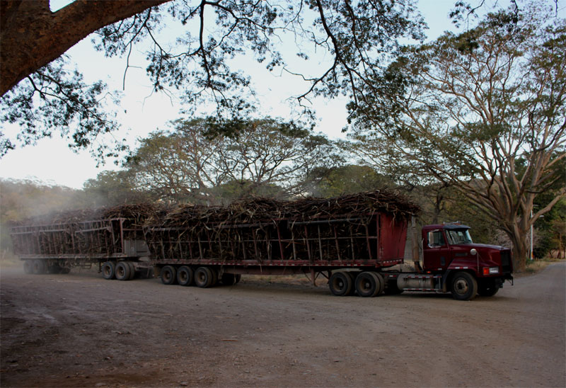 Transport van suikerrietstengels 1