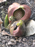 Een bloeiende plant van Symplocarpus foetidus