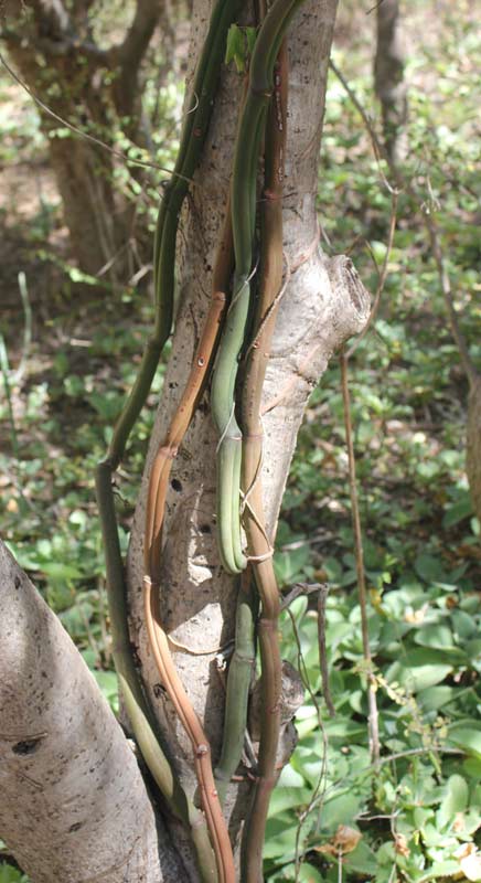 Vanilla madagascariensis in de Arboretum d'Antsokay