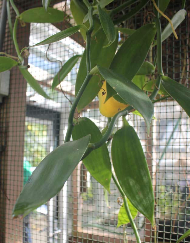 Vaniila planifolia in de Hortus