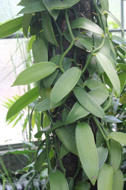 Vanilla planifolia in de botanische tuin van Geneve