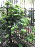Wollemi pine 1