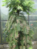 Wollemi pine 2